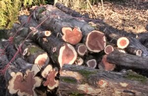Cedar Wood