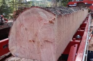 Douglas Fir Wood